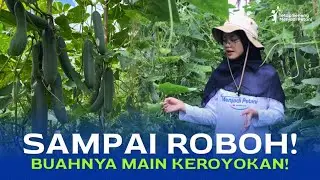 PERAWATAN MINIMUM, HASIL BIKIN SENYUM-SENYUM | REVIEW TIMUN BAGOS