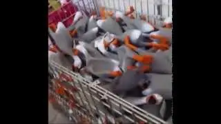 100 squeaky ducks in a shopping cart.