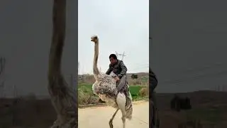 Wild Ostrich Ride Goes Viral - You Won't Believe This