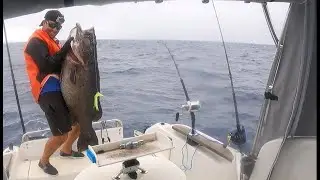 Shimano beastmaster vs big wreckfish