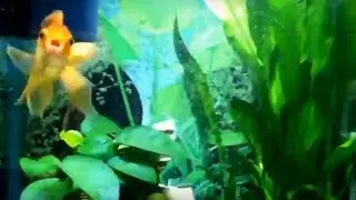 New amazon sword and algae update