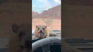 Somehow The Desert Stopped His Screaming 😡🤯