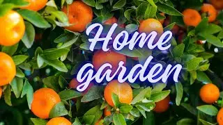 My house lawn tour#lawn #decoration #garden #gardening #littlegarden#plants