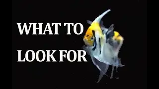Choosing Healthy Aquarium Fish