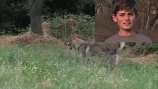 lupo cecoslovacco vs cinghiali