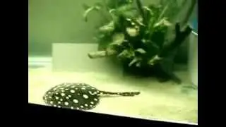BD x LEO -- VITTATUS TIGER FISH -- GREEN TERROR -- ACANTHICUS ADONIS   ( 1 )