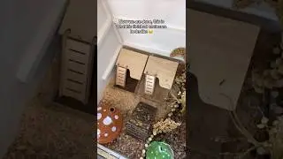 Обустраиваю клетку для хомяков! ❤️🥰 #шорты #хомяки #питомцы #питомец