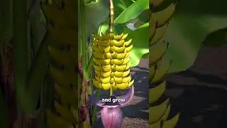 Why Bananas Are Curved 🤔
