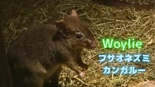 Woylie　フサオネズミカンガルー　【4K高画質】