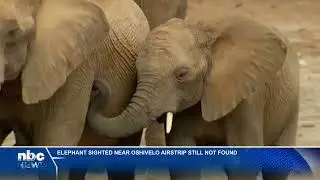 Roaming elephant still at large at Oshivelo - nbc