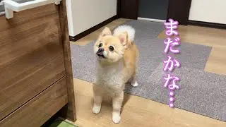 母親に無言の圧力で勝負するポメラニアンのポメくん