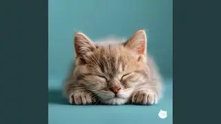 Purrfect Day
