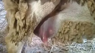 Mammite gangr&eacute;neuse ovine...🐏🐏🐏 التهاب الضرع الغرغريني عند الاغنام