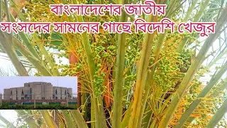 High quality dates in Bangladesh| খেজুর | সৌদি আরবের খেজুর |dates | dates in Saudi Arabia