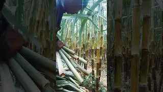ASMR Breaking Sugarcane Leaves | Crisp Field Sound #Shorts