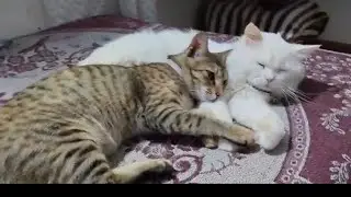 cute cat videos for cats to watch ⌚ ❤️❤️