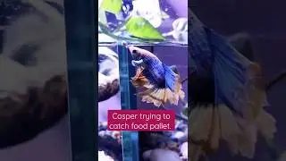 Casper | The Betta fish trying to catch food pallet #trending #viral #fish #plantedtank #shorts