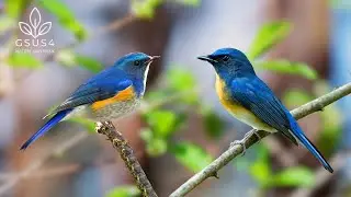 Birdsong in Forest | Morning Birds and Peaceful Nature Sounds for Stress Relief - Sounds for Sleep