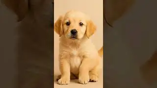 kakagigil 🐶