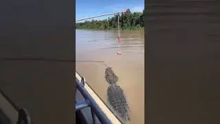 Algu&eacute;m j&aacute; viu pescaria de jacar&eacute; olha o tamanho #jacar&eacute;
