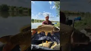 Multe trăsături agresive cu nada White Feeder Pro 