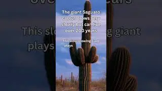 Saguaro Cacti: Desert Giants with a Long Life!