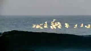 Birds flying over the sea