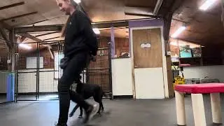 Tia- marker, name recognition, collar grab