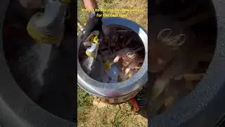 First Time Using the Chicken Plucker!