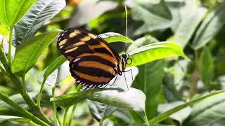 Butterfly Vivarium, NY. Winter 2024.