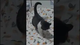 Whisker Wonderland: Hilarious Cat Shenanigans