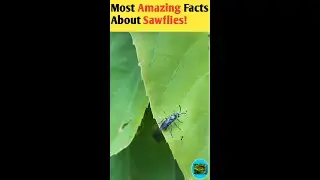 Most Amazing Facts About Sawflies!#shorts