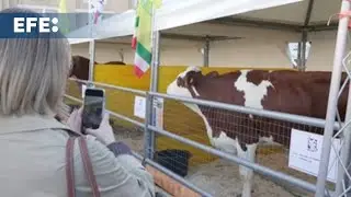 Los animales llegan ante el Vaticano por San Antón para reivindicar el campo