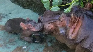Hippo Calf Turns 3 Days Old