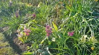 Frosty Morning Garden Tour