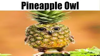 Pineapple Owl