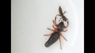 Mole cricket vs giant spider battle,The Insect Ur
