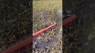 17দিনের হালি পেঁয়াজের চারা