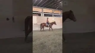 Lucy Arab/Quarter horse mare