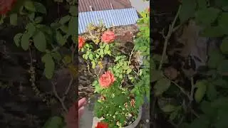 ছাদবাগান 🥰 #viralshort #gardening #viralvideo #viralreels #minivlog #gardening #ছাদবাগান#shortvideo 