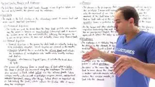 Oral Cavity, Pharynx and Esophagus