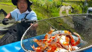 First Koi Harvest of the Season - Shintaro Koi Farm Japan