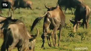 cara melahirkan hewan di alam liar | how to give birth to animals in the wild