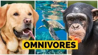 OMNIVOROUS ANIMALS : Names, Sounds and Call |  Omnivores