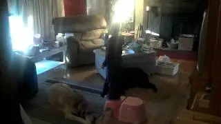 Brenna singing to Sherman and Tank.