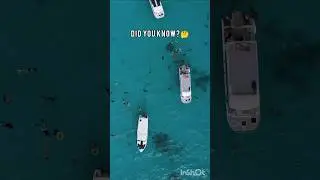 #Shorts #ViralFacts #Sharks #DidYouKnow #OceanFacts #Trending #HinglishFacts #AncientSpecies #Vid