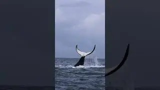 Male Killer whale doing the backstroke w/ a tail slap finish !