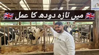 Visiting Fresh Milk Farm in uk 🇬🇧 Production of fresh milk #farms #farming @DesiJattUk @ApnaDes