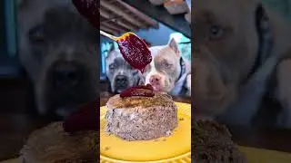 Bolo de Carne Mo&iacute;da Bovina com Cobertura de Creme de Beterraba e Cora&ccedil;&atilde;o de Frango 🐾😋