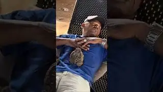 Toe acorda com sapo na Barriga 🤣#toe#tiringa#Charlles#comediaselvagem#comedia#humor#nordeste#memes